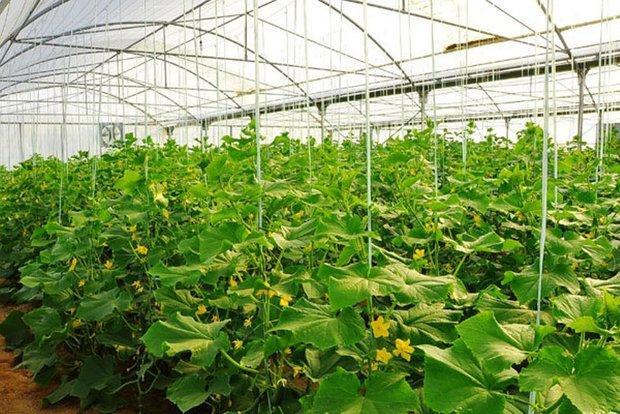750 هزار تن محصولات گلخانه ای در استان قزوین تولید می شود 750 هزار تن محصولات گلخانه ای در استان قزوین فراوری می گردد