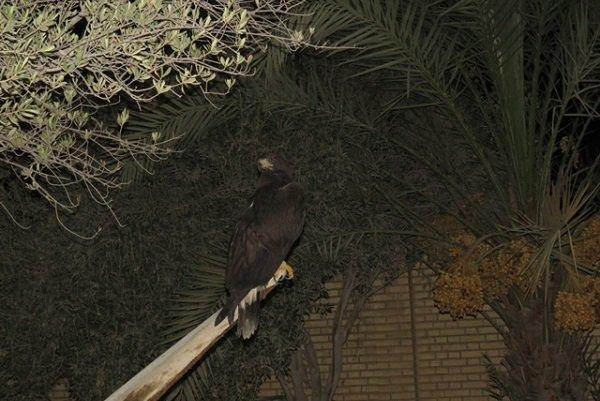یک بهله عقاب طلایی در شهر گناوه کشف شد