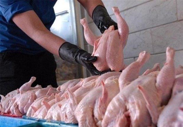 500 تن مرغ منجمد در چهارمحال و بختیاری توزیع شد