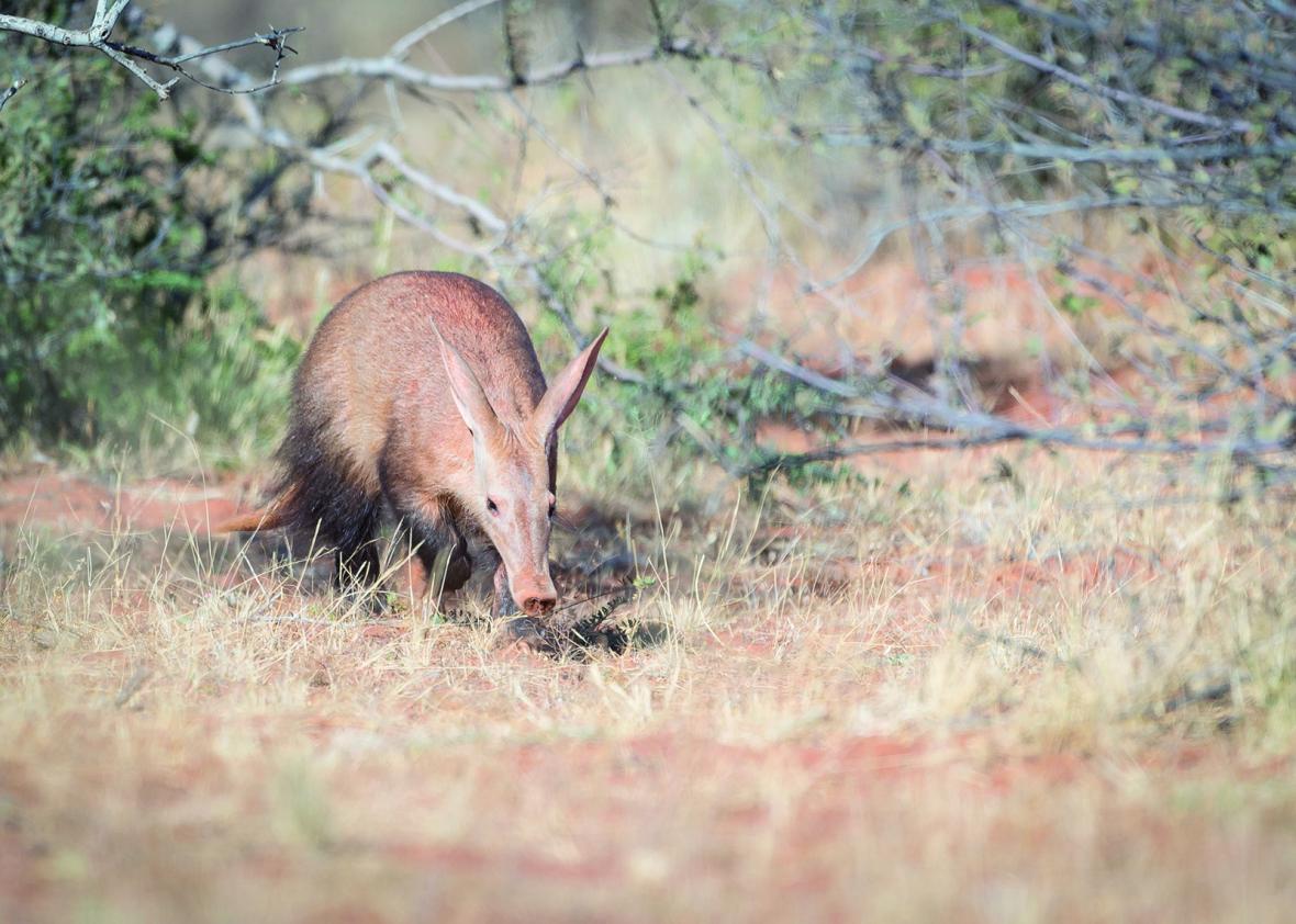 آشنایی با مورچه خوار (Aardvark)