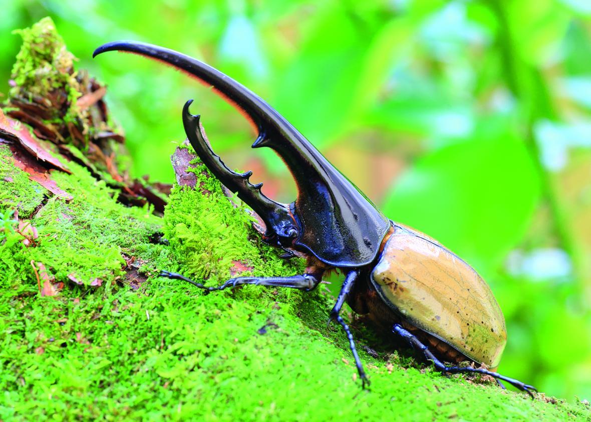 سوسک هرکول (Hercules beetle) آشنایی با سوسک هرکول (Hercules beetle)