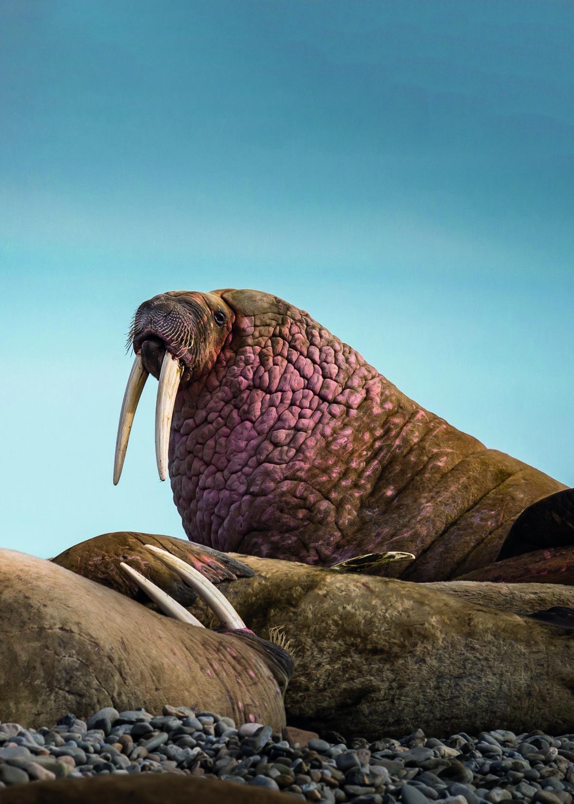 آشنایی با شیر دریایی (Odobenus rosmarus)