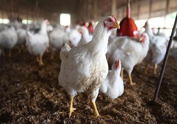 افزایش سود مرغداری ها با تجاری سازی پروبیوتیک های بومی طیور