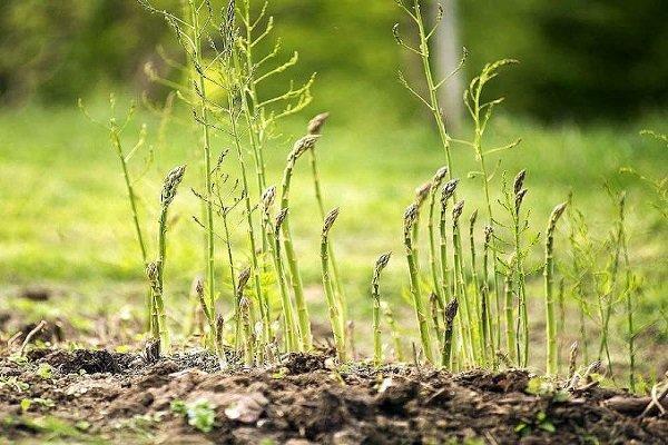 17 تن بذر گیاهان مرتعی در استان کردستان توزیع شد