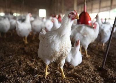 افزایش سود مرغداری ها با تجاری سازی پروبیوتیک های بومی طیور