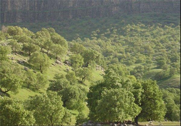 احیاء 4000 هکتار از جنگلهای کهگیلویه و بویراحمد