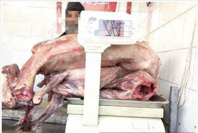 قدس: فروش گوشت سگ در مشهد!
