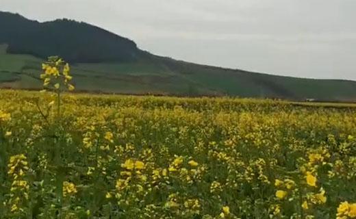 شهروندخبرنگار گلستان؛ گوشه ای از طبیعت بهاری در آزادشهر