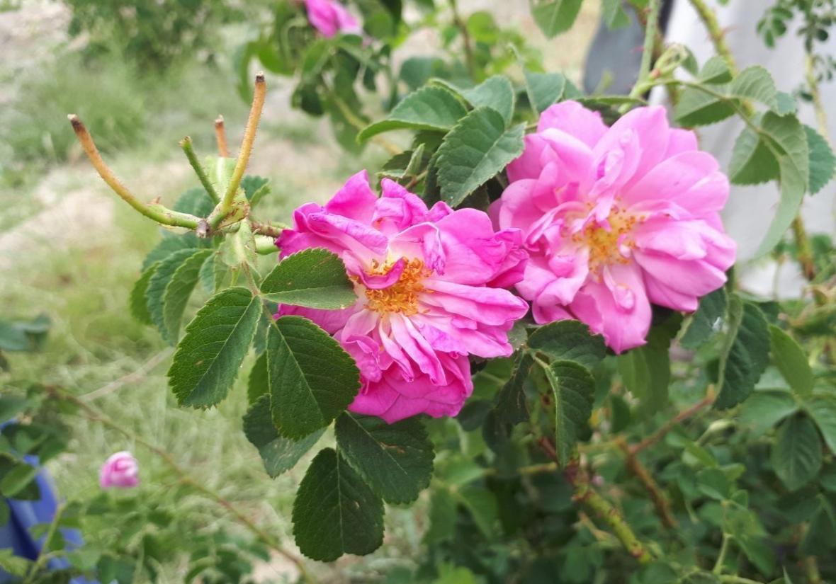 توسعه کشت گل محمدی در شهرستان میرجاوه