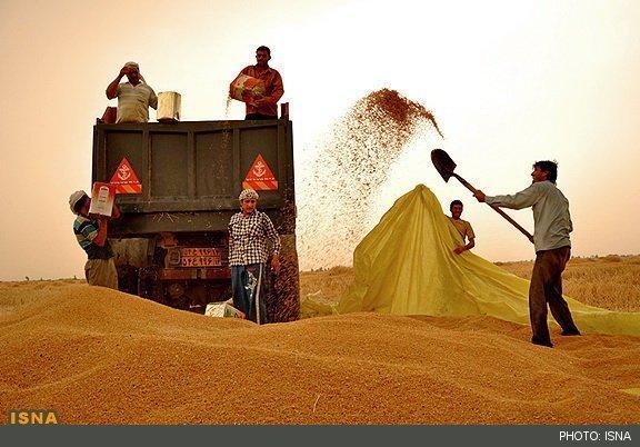خرید یک میلیون و 290 هزار تن گندم در خوزستان خرید یک میلیون و 290 هزار تن گندم در خوزستان