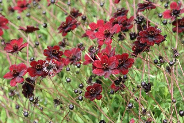 انقراض گسترده گونه های گیاهی در 250 سال اخیر