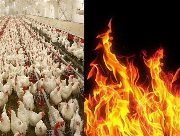 مرغ هایی که در آتش بی توجهی های فنی دود می شوند!