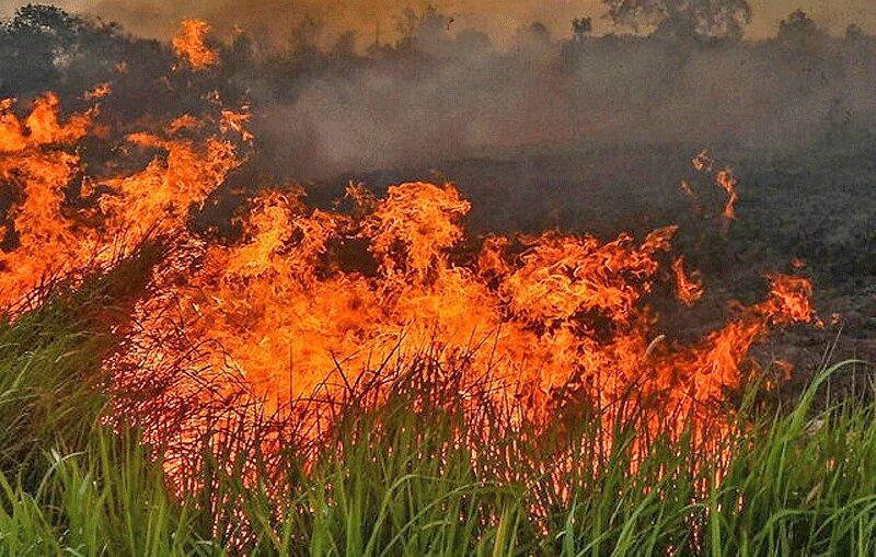 آتش به جان جنگل های مرکزی پرتغال افتاد