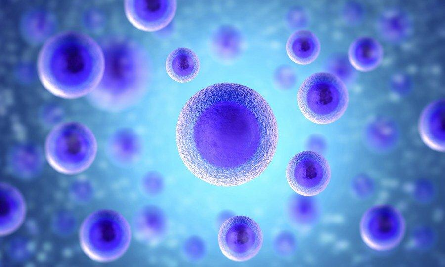 اهدای سلول های بنیادی، به گروه خونی ارتباطی ندارد