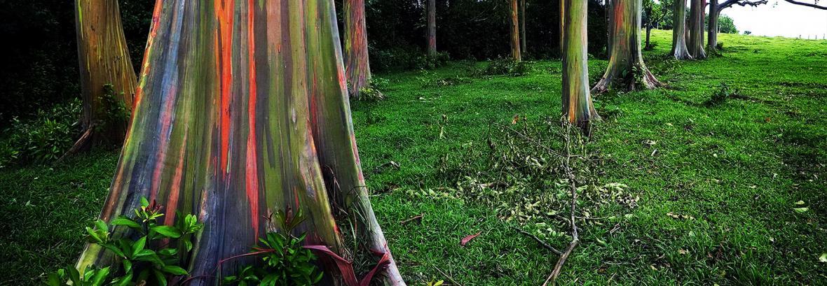 تصاویری از درختان شگفت انگیزی در فیلیپین با تنه هایی رنگین کمانی│ فقط پنج نقطه از زمین میزبان این درختان هستند