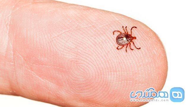 بیماری لایم را بشناسید