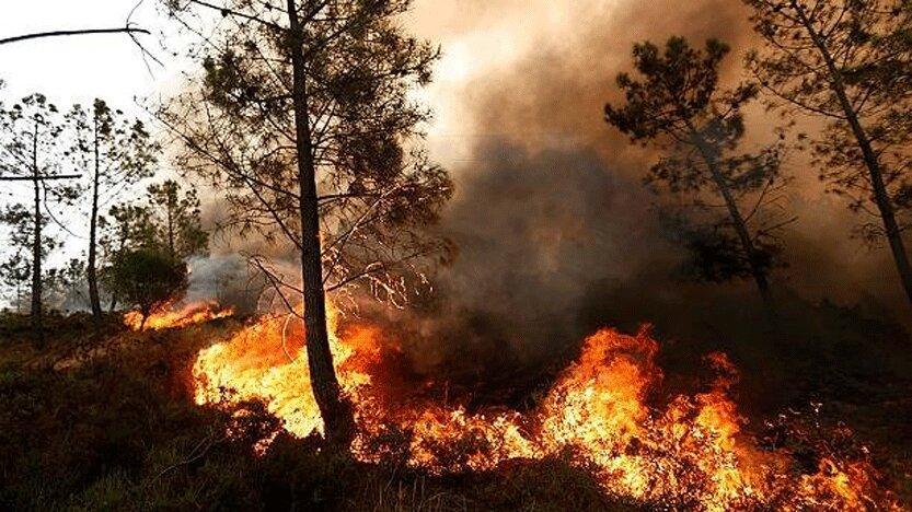 تاثیرات آتش سوزی جنگل ها بر جوانه زنی بذرها