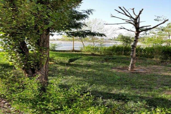 نابودی 95 هکتار از درختان پارک جنگلی چیتگر نابودی 95 هکتار از درختان پارک جنگلی چیتگر