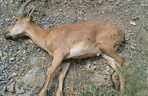 استان مرکزی پیگیر ریشه کنی طاعون نشخوارکنندگان کوچک است