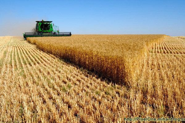 صادرات گندم دروم از هفته آینده شروع می گردد