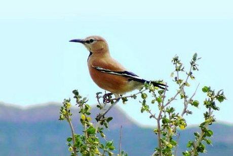 جشنواره ای به پاسداشت تنها پرنده اندمیک ایران