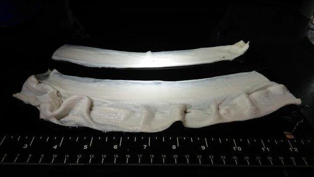 بافت گوشت های آزمایشگاهی طبیعی تر می شود