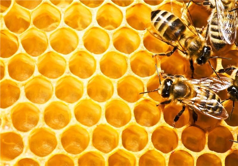 صادرات عسل از آذربایجان شرقی 15 درصد افزایش یافت