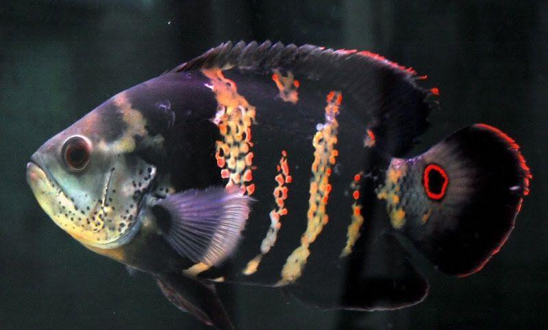 تصویری شگفت انگیز از وجود نام الله روی پولک ماهی کوچک