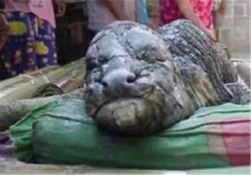 تصاویر ، موجودی با سرِ کروکودیل و تنِ بوفالو