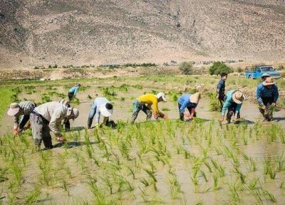 کشت برنج در 18 استان کشور