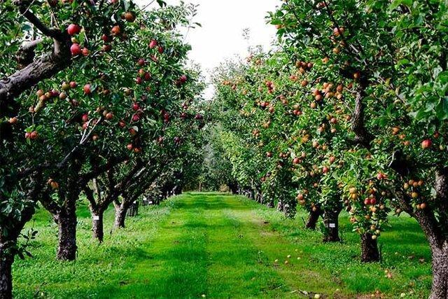 از بین بردن نوعی آفت درختان سیب و گلابی با ترکیب 3 گیاه بومی
