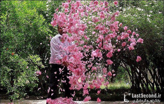 گلابگیری قمصر کاشان