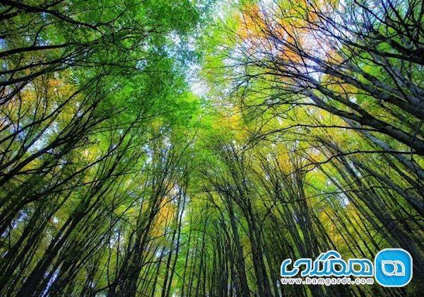 بهترین جنگل های ایران را می شناسید؟