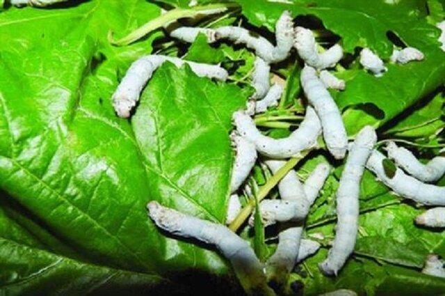 توزیع 230 جعبه تخم نوغان بین مددجویان خراسان شمالی توزیع 230 جعبه تخم نوغان بین مددجویان خراسان شمالی
