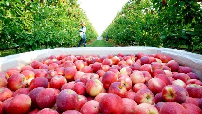 ضوابط فنی صادرات سیب ابلاغ شد