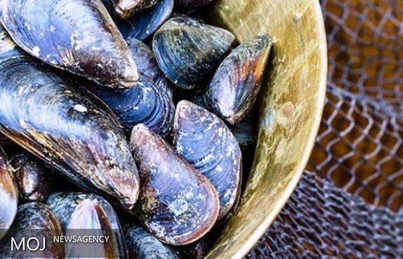 سرطان واگیردار در میان گونه های جانوری کشف شد