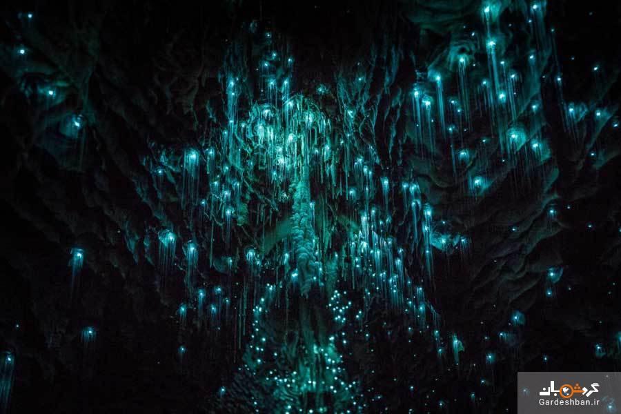 درخشش کرم های شب تاب در غار های نیوزلند، تصاویر