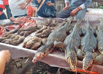 کرونا فراموش شد ، ادامه فعالیت بازار فروش جانوران زنده و وحشی در آسیا