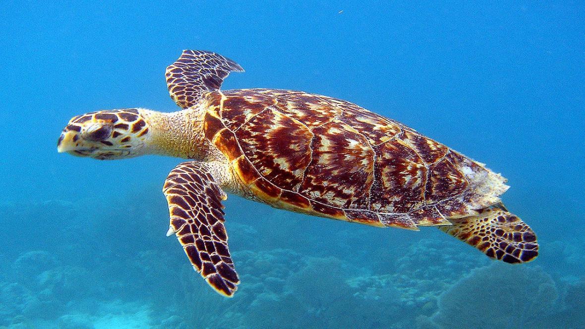 لاکپشت های دریایی برای تخم گذاری به سواحل بوشهر آمدند