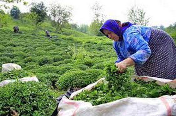 پیش بینی افزایش 10 درصدی تولید چای کشور در سال 99 پیش بینی افزایش 10 درصدی تولید چای کشور در سال 99