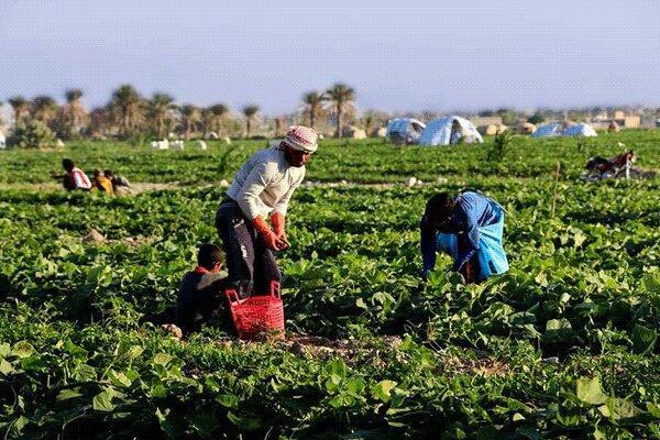 پرداخت بهای محصول کشاورزان منطقه مغان تا 15 روز آینده