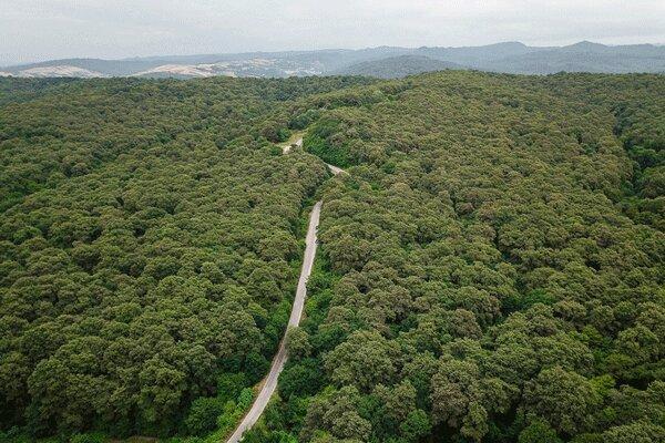 کاشت 120 میلیون درخت جنگلی با یاری پهپادها