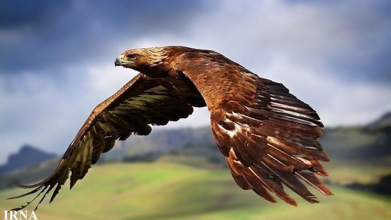 خبرنگاران تحویل عقاب طلایی به محیط زیست شیروان