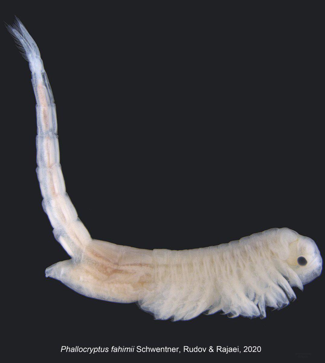 کشف یک خرچنگ باستانی در کویر لوت