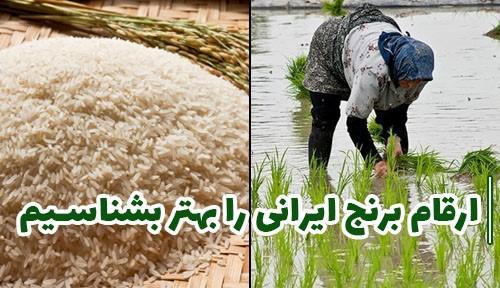 آشنایی با ارقام برنج ایرانی
