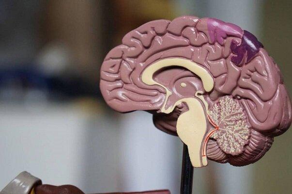 داده های علمی بیوبانک نقشه برداری مغز به چالش کشیده می شود