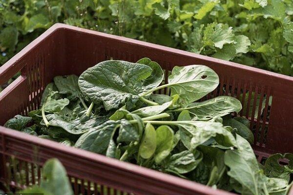 باتری های اسفناجی برای موبایل و خودروی برقی