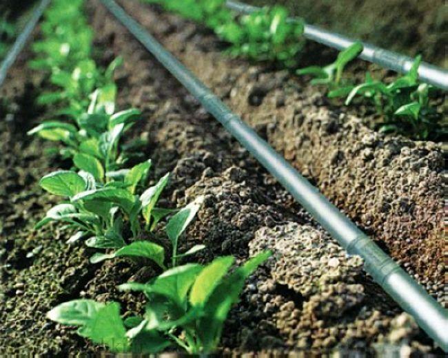 خبرنگاران 17 هزار هکتار زمین کشاورزی البرز دارای سیستم آبیاری خبرنگاران 17 هزار هکتار زمین کشاورزی البرز دارای سیستم آبیاری نوین است