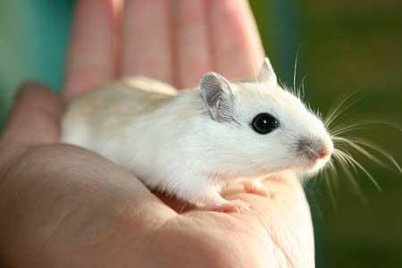 ژنی که میل به غذا و ورزش را کنترل می کند