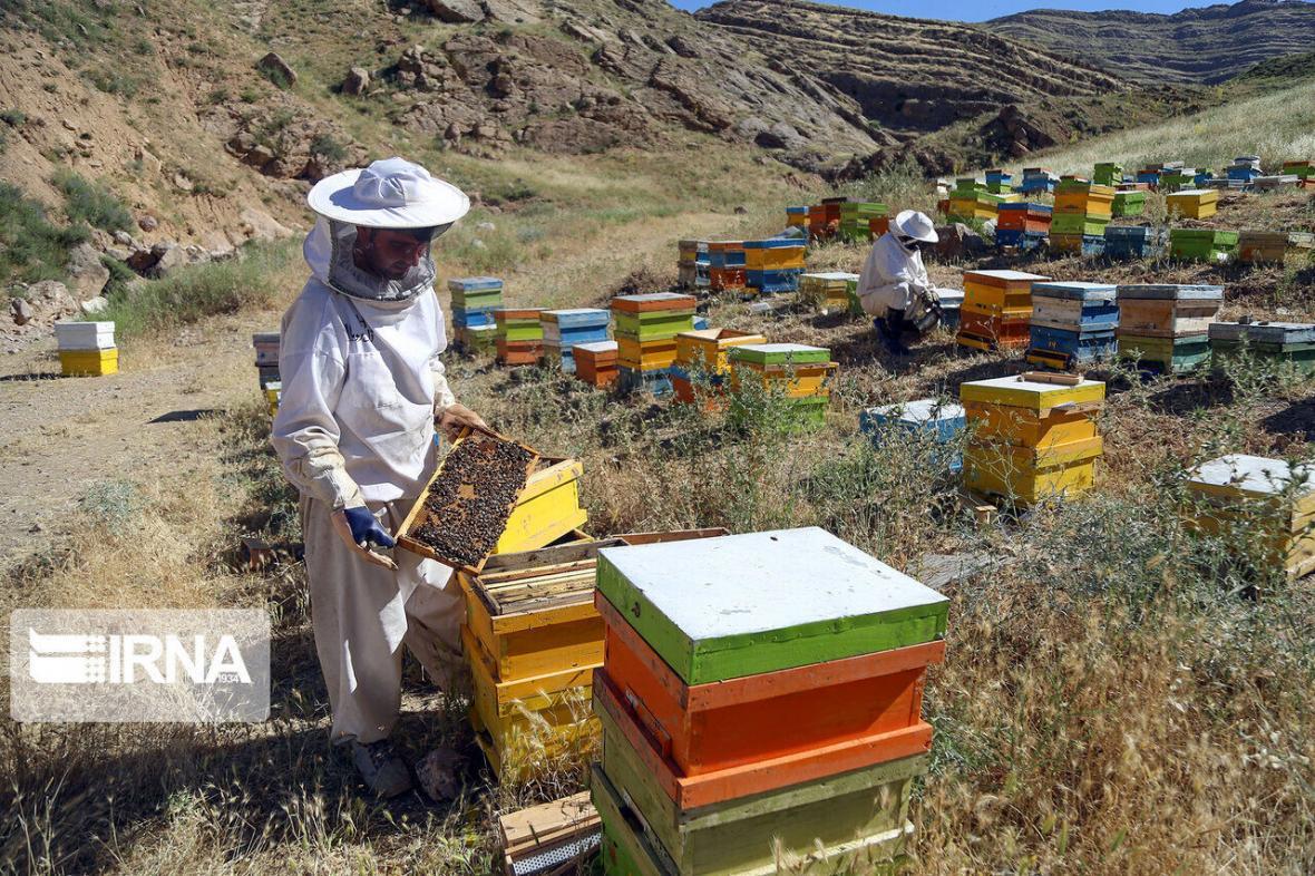 خبرنگاران تولید عسل در ابرکوه 20 درصد افزایش یافت